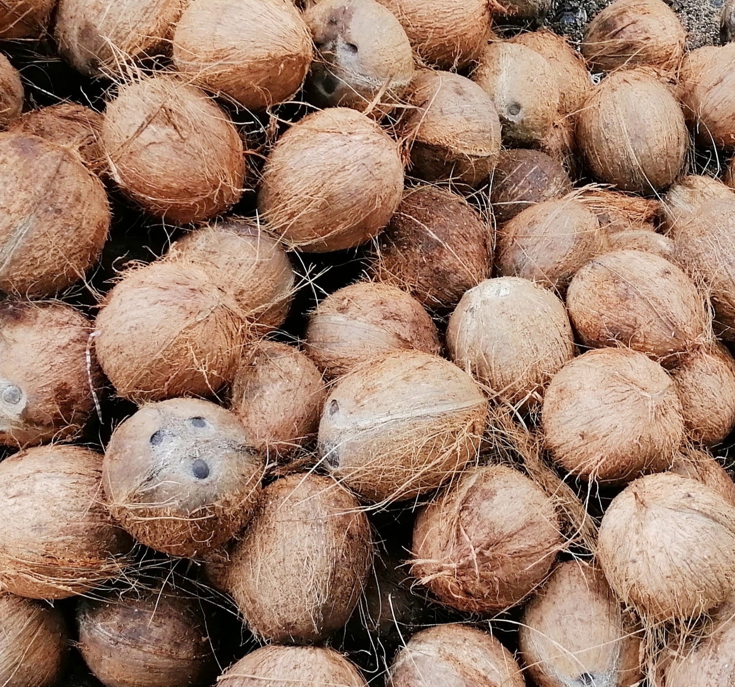 A pile of coconut Shells